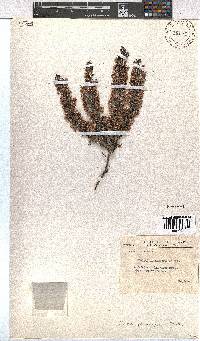 Erica plumigera image