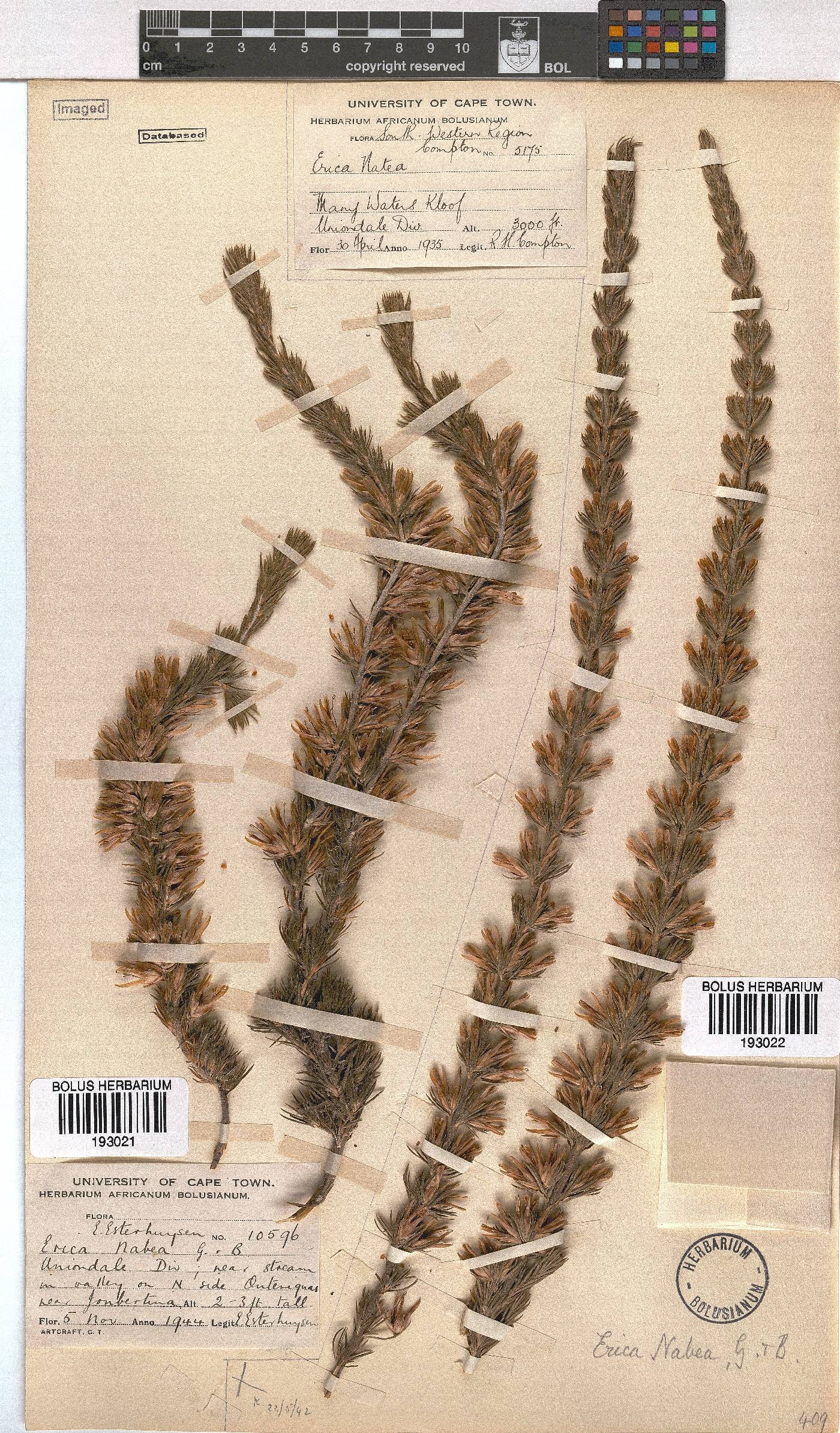 Erica nabea image