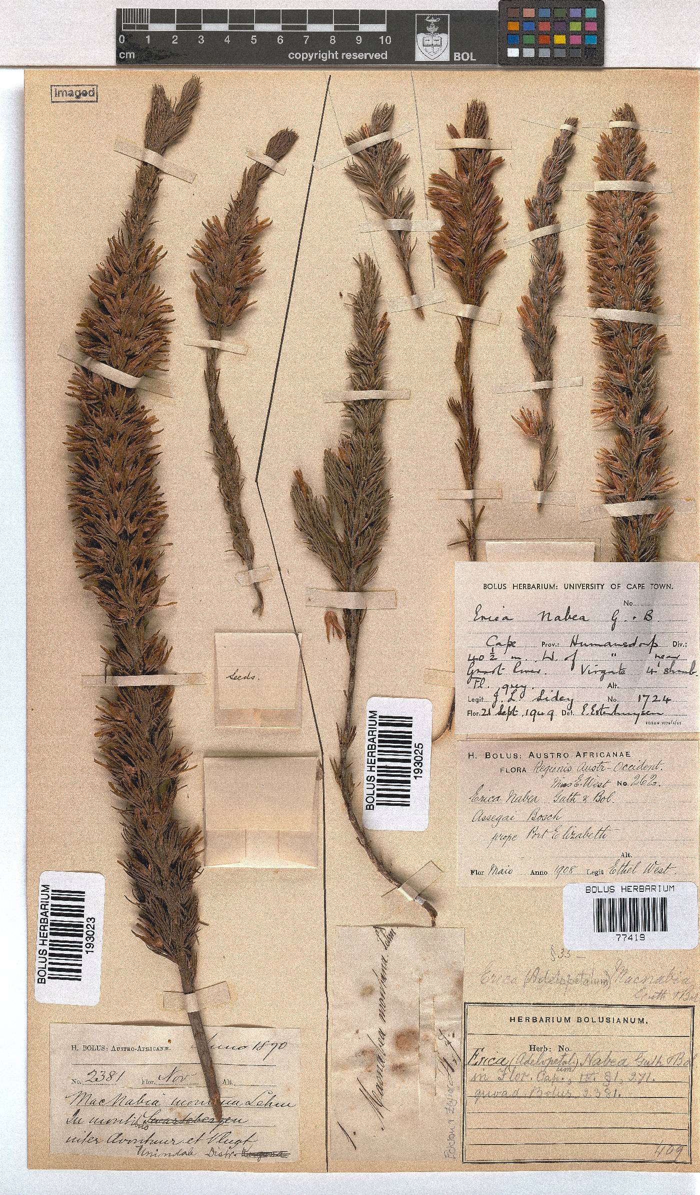 Erica nabea image