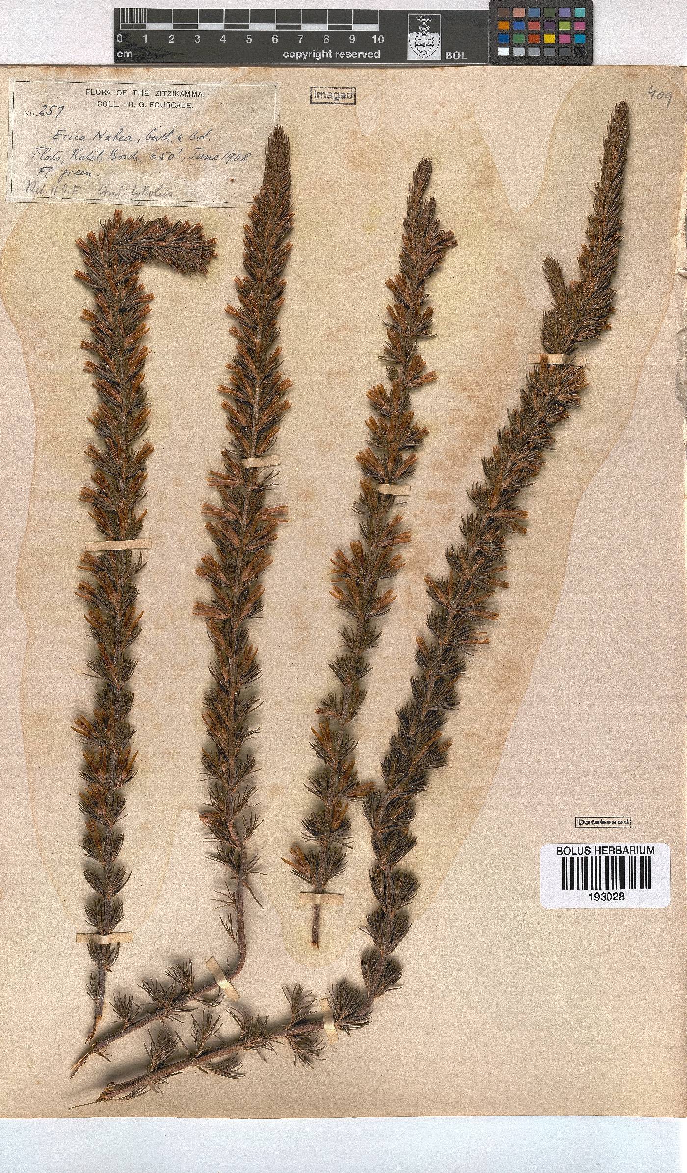 Erica nabea image