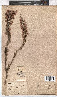 Erica plumigera image