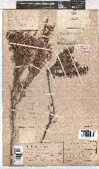 Erica plumigera image