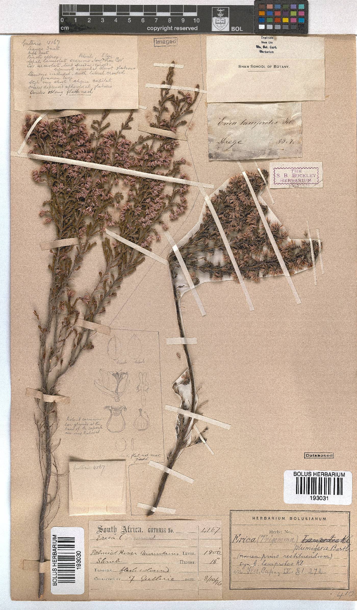 Erica plumigera image