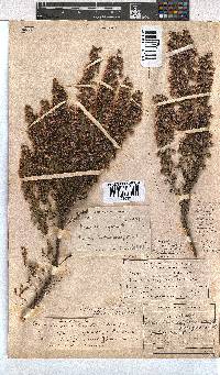 Erica plumigera image