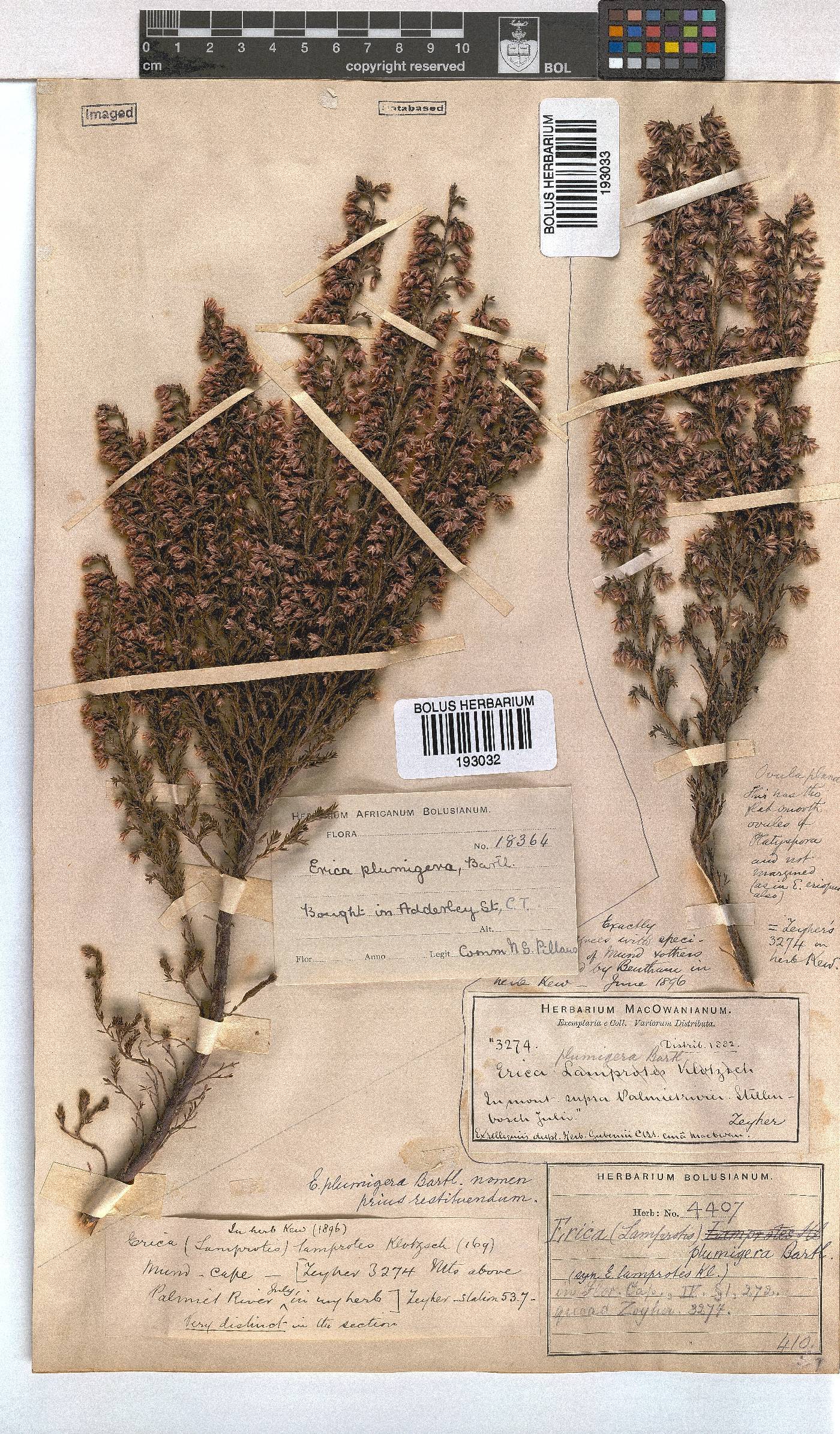 Erica plumigera image