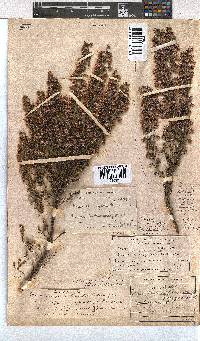 Erica plumigera image