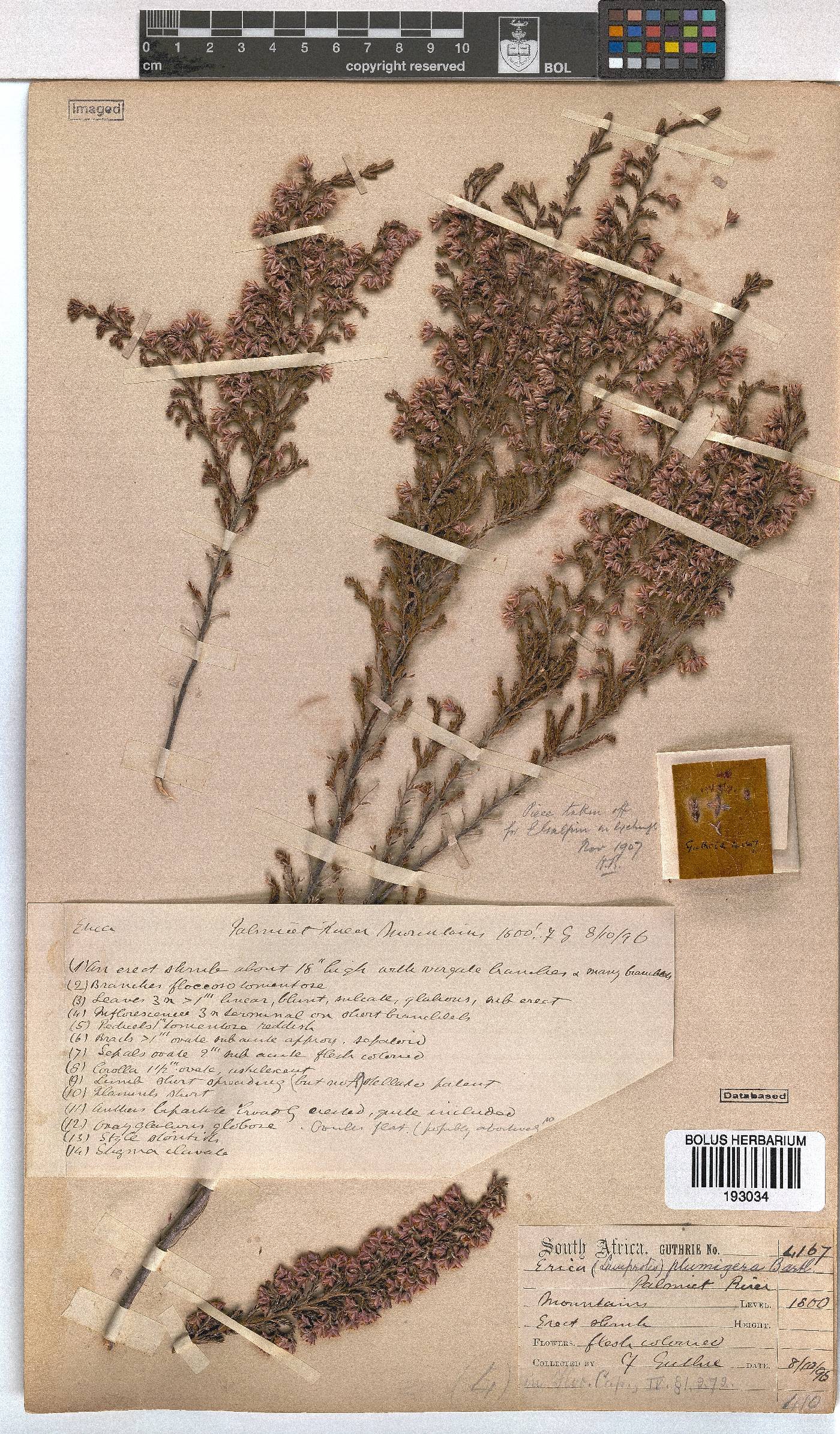 Erica plumigera image