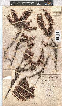 Erica plumigera image