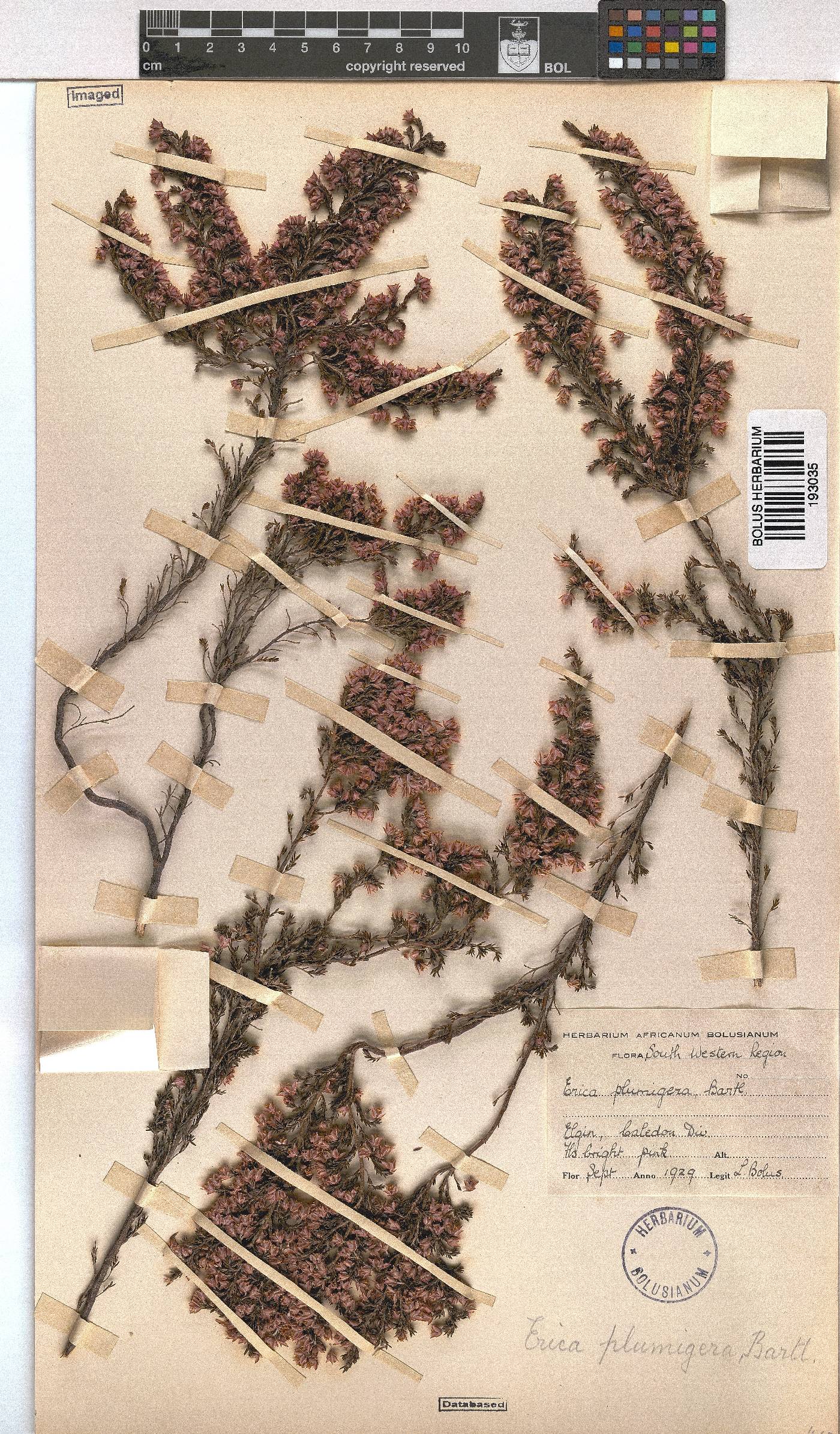Erica plumigera image