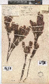 Erica plumigera image