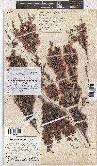 Erica plumigera image