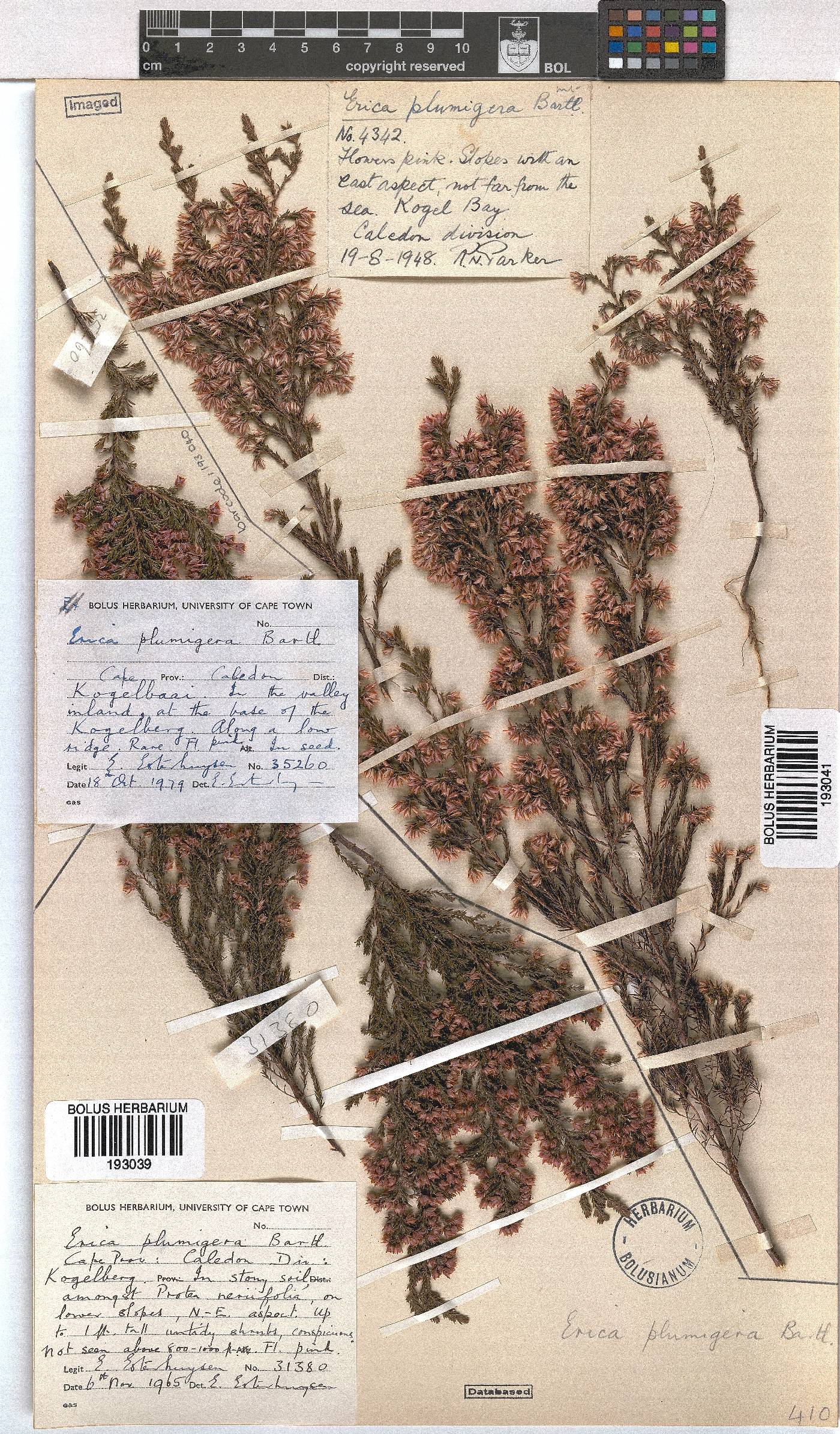 Erica plumigera image