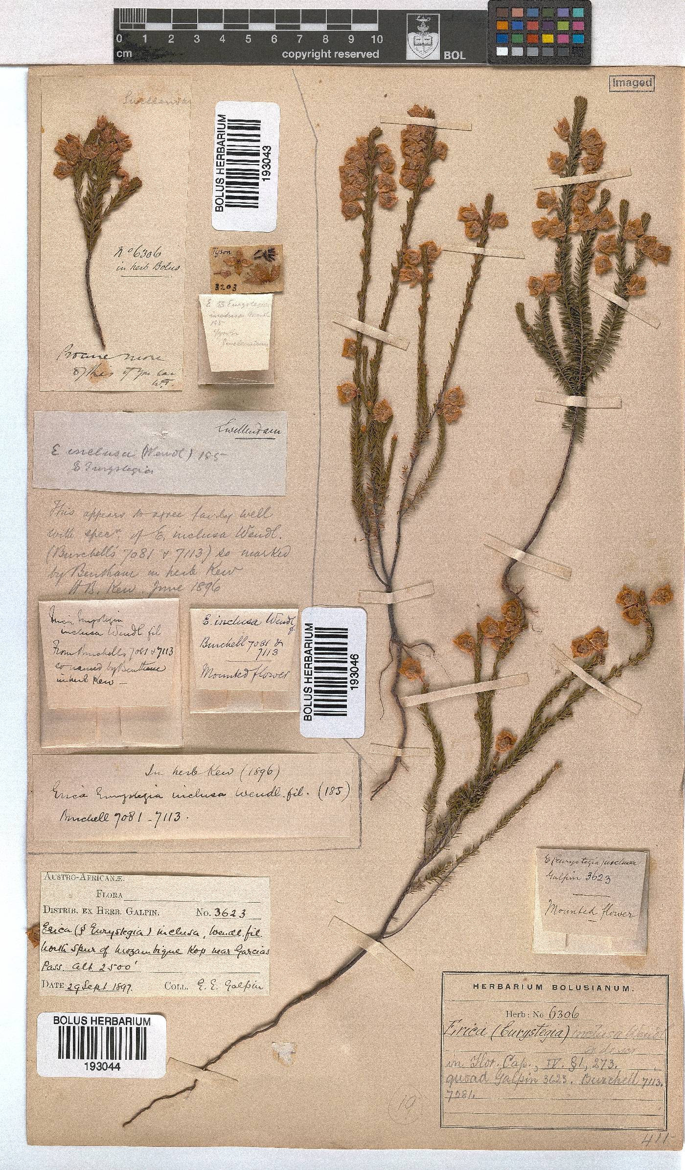 Erica inclusa image