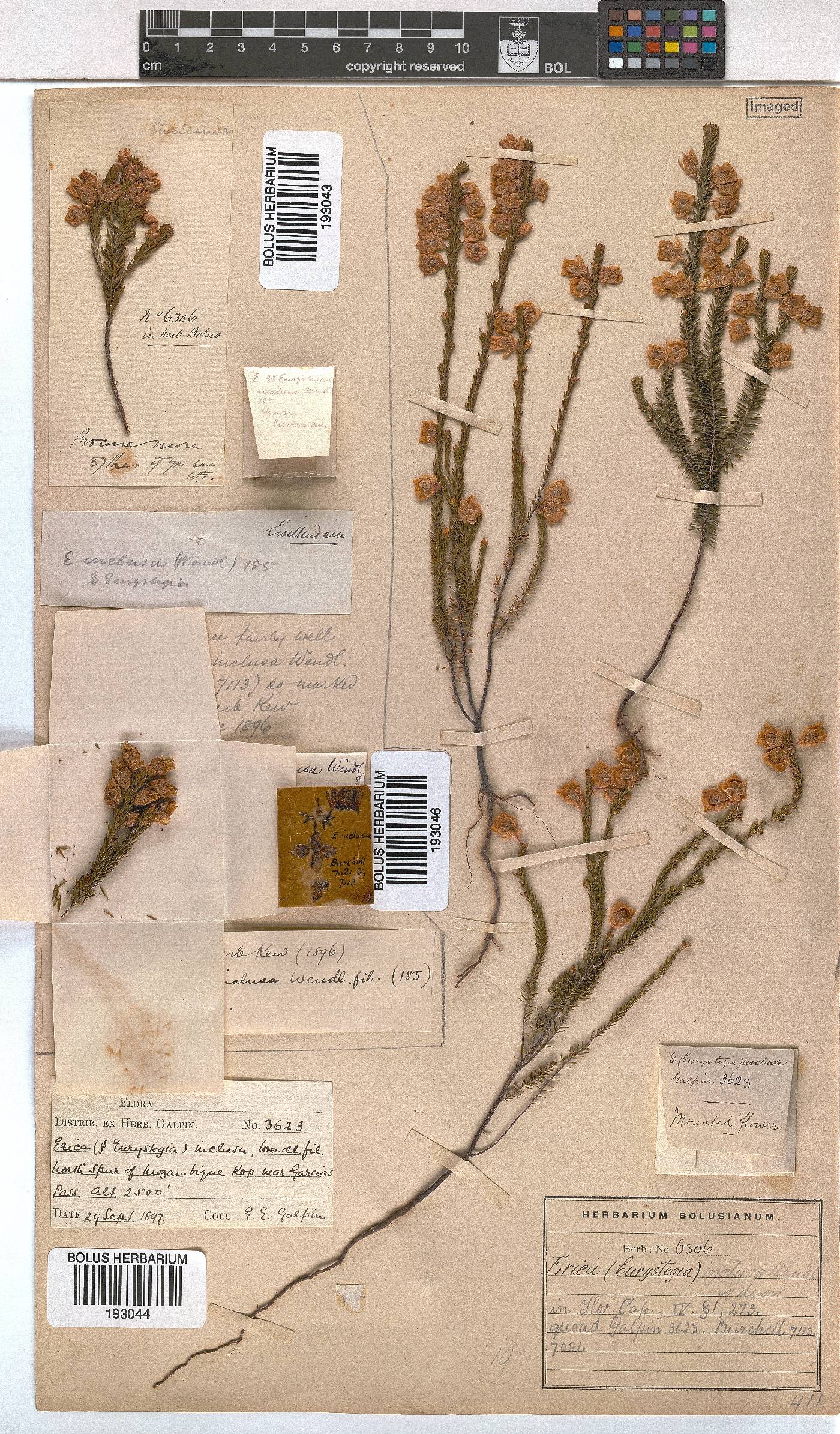 Erica inclusa image
