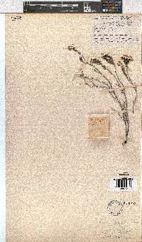 Erica tegulifolia image