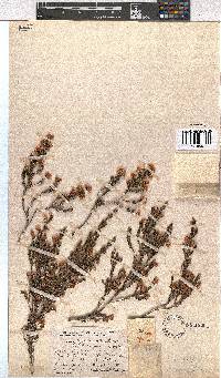 Erica tegulifolia image