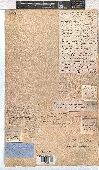 Erica tegulifolia image