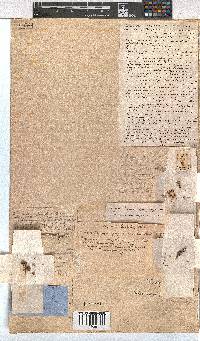 Erica tegulifolia image