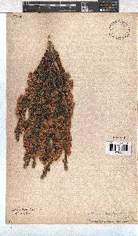 Erica tegulifolia image