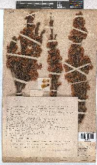 Erica tegulifolia image