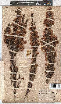 Erica tegulifolia image