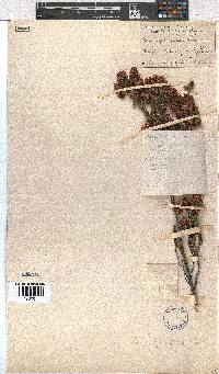 Erica tegulifolia image