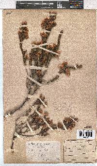 Erica tegulifolia image