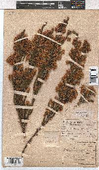 Erica tegulifolia image