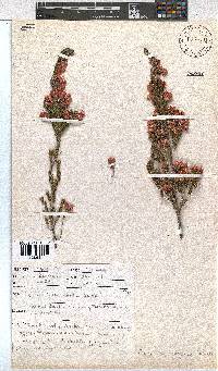 Erica tegulifolia image
