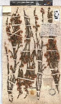 Erica tegulifolia image