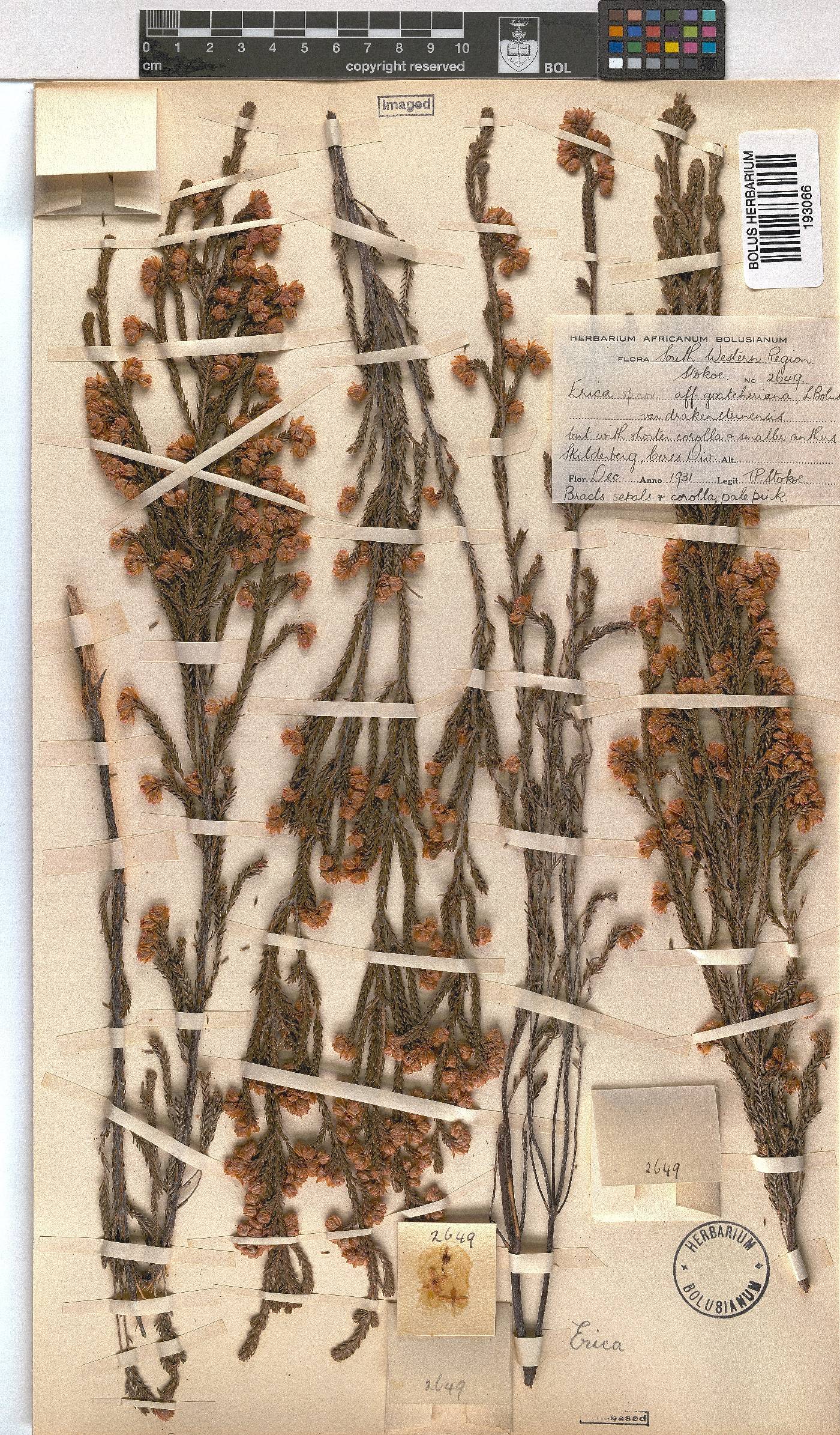 Erica tegulifolia image