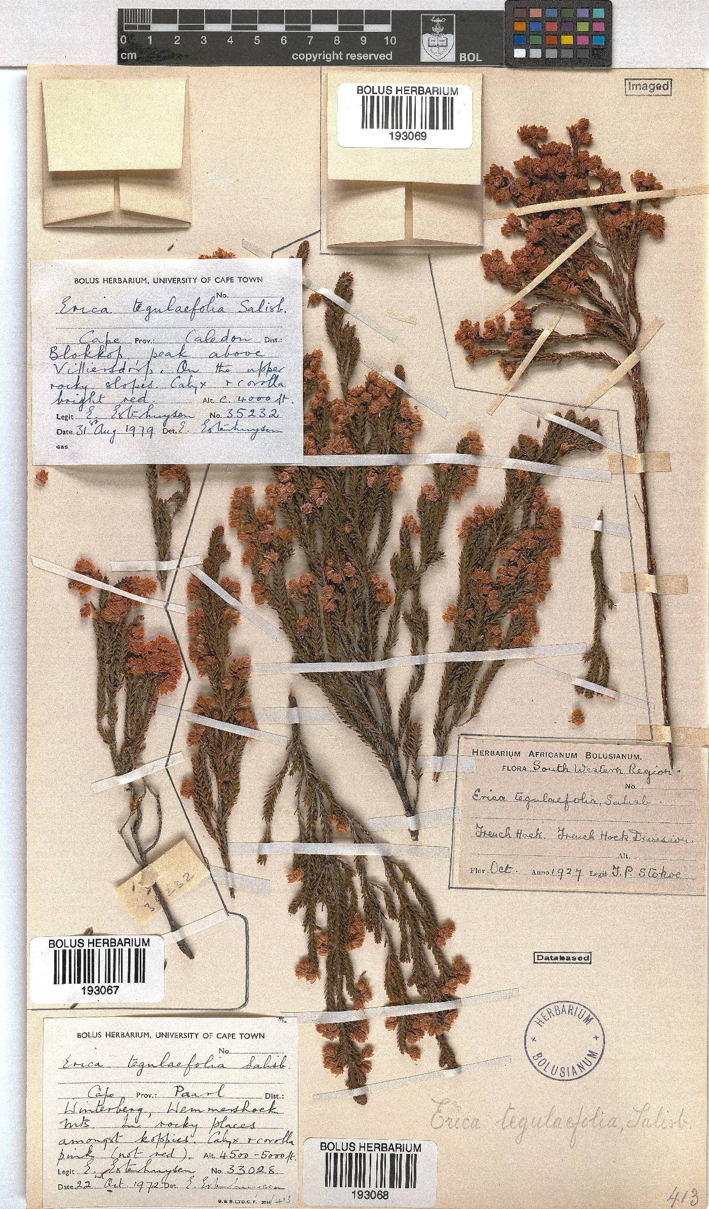 Erica tegulifolia image