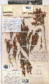 Erica tegulifolia image