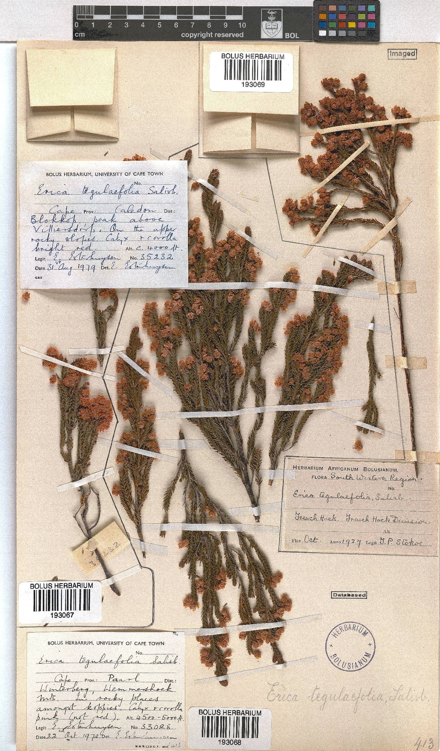 Erica tegulifolia image