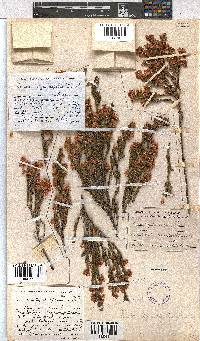 Erica tegulifolia image