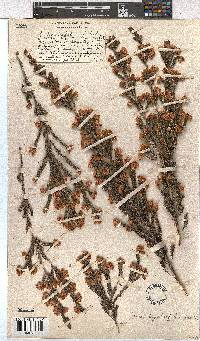 Erica tegulifolia image