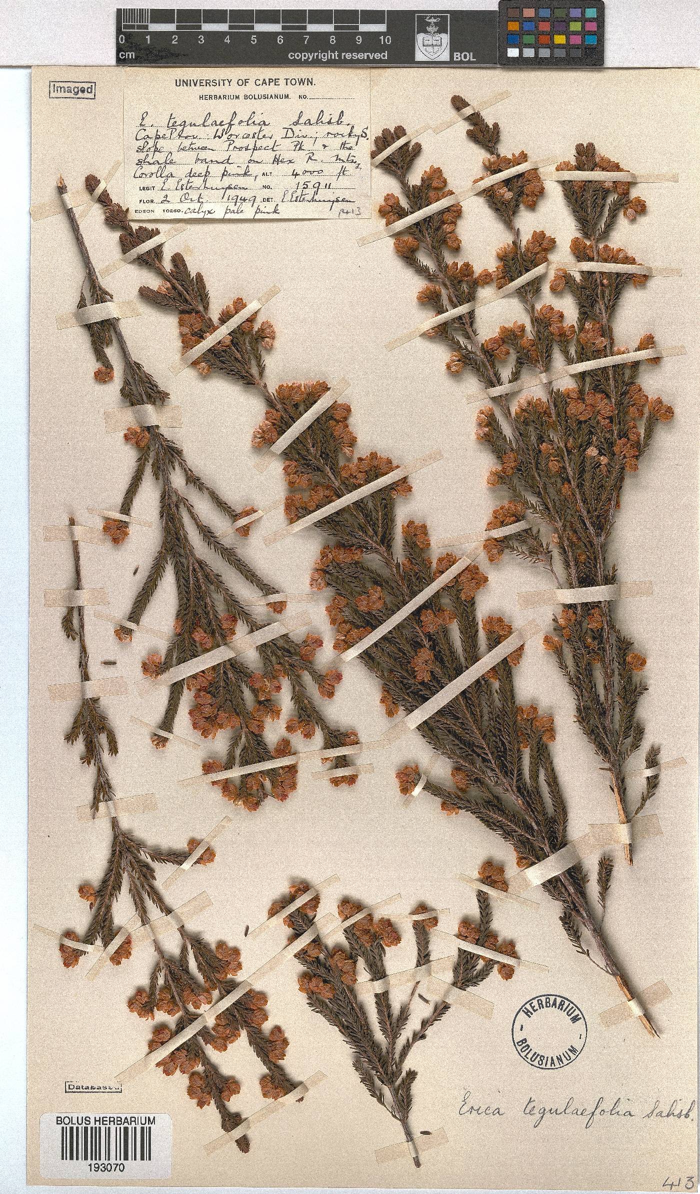 Erica tegulifolia image