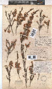 Erica tegulifolia image