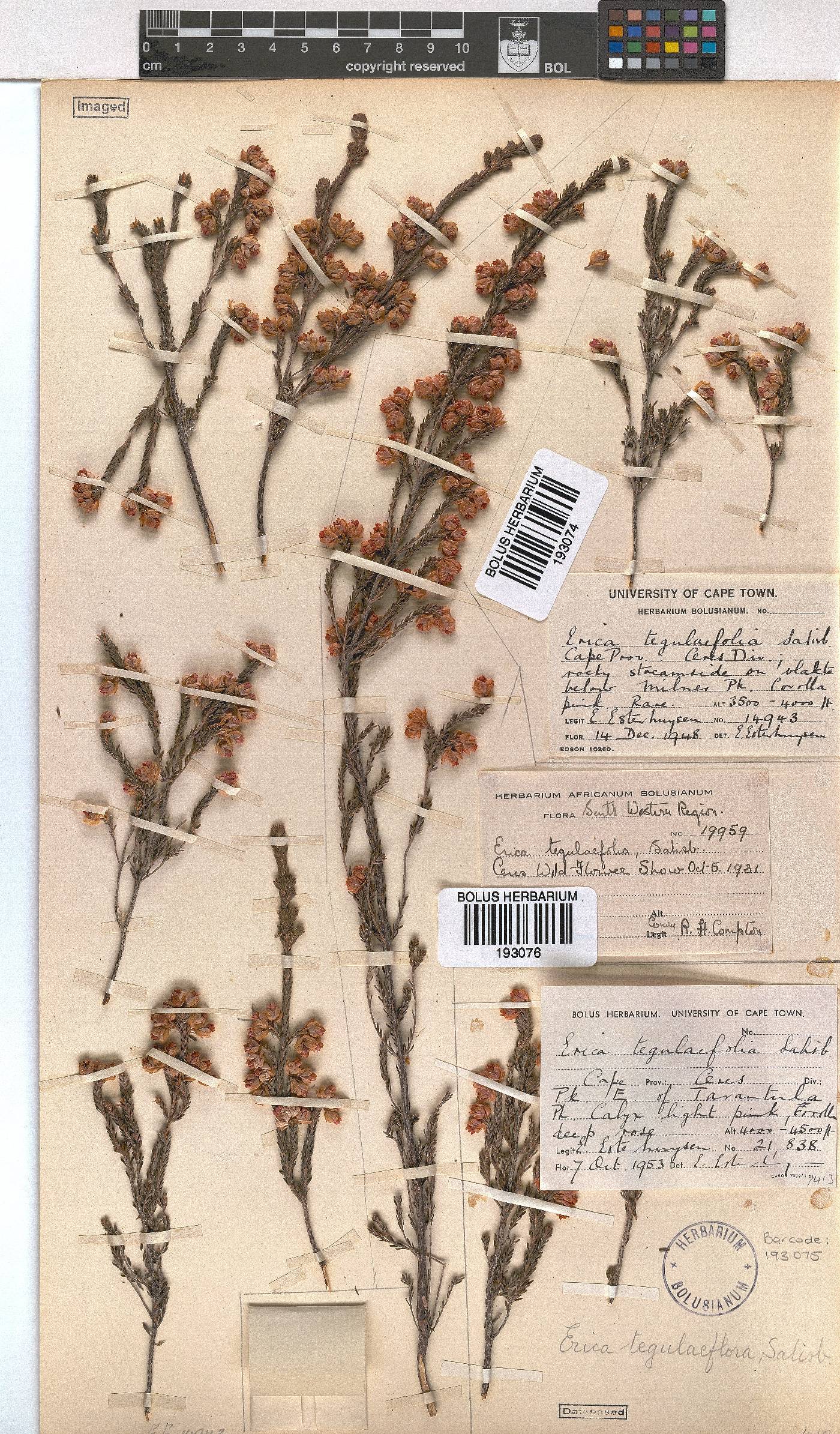 Erica tegulifolia image