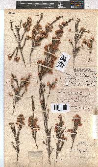 Erica tegulifolia image