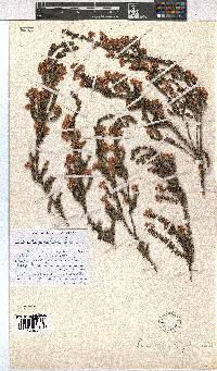 Erica tegulifolia image