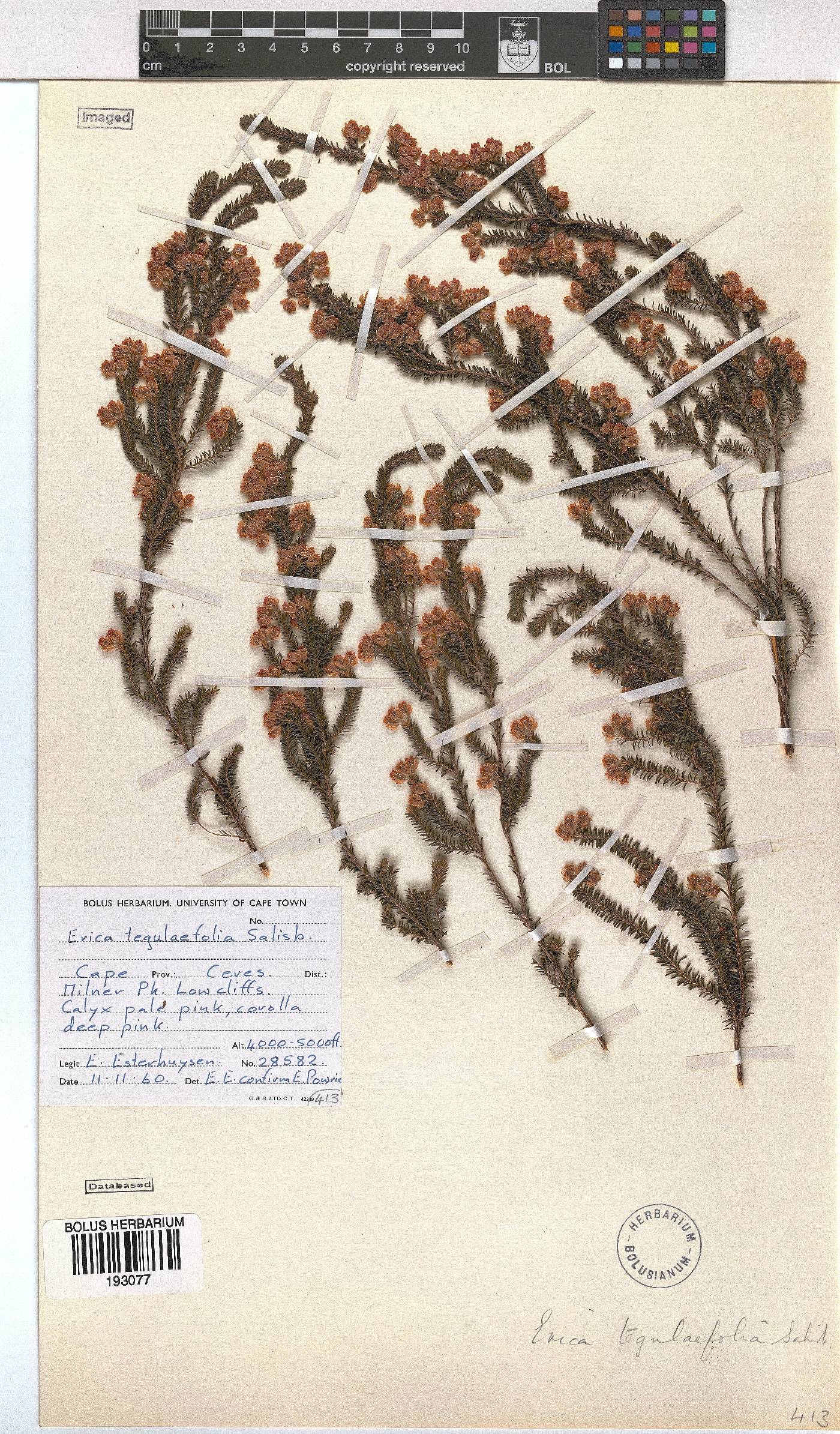 Erica tegulifolia image