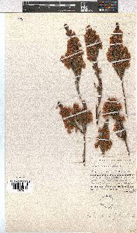 Erica tegulifolia image