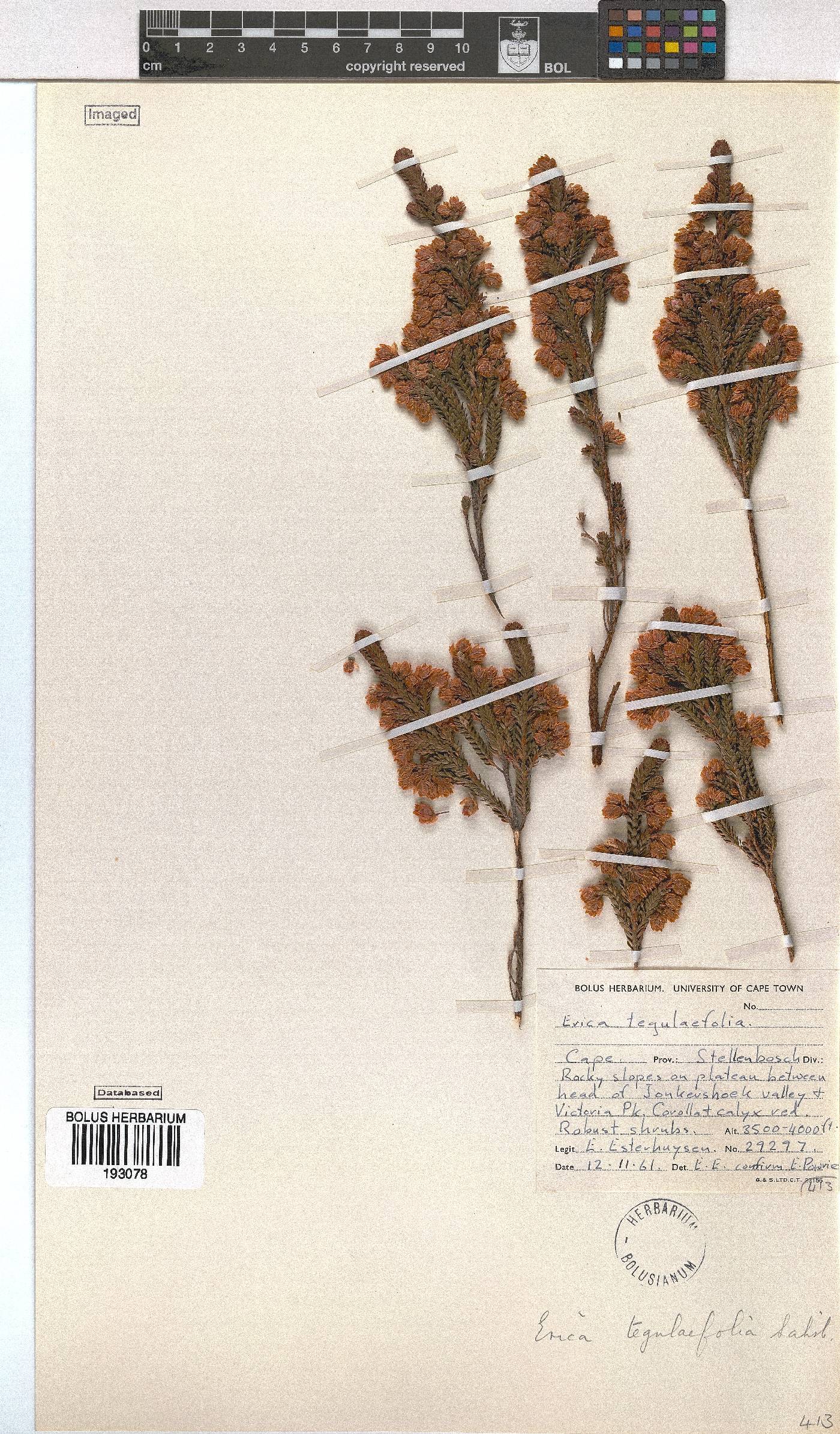 Erica tegulifolia image