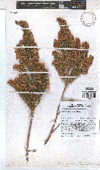 Erica gigantea image