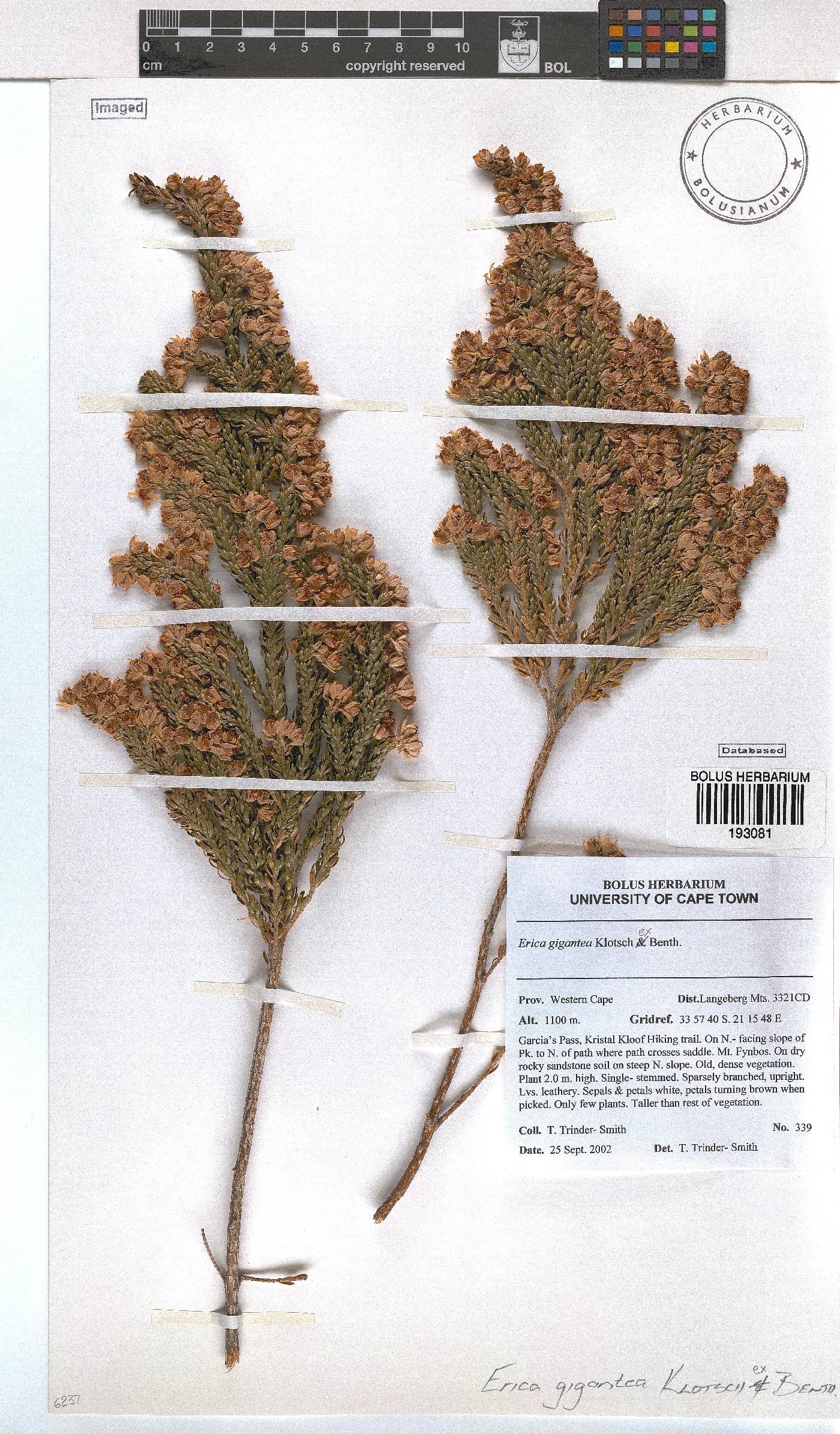 Erica gigantea image