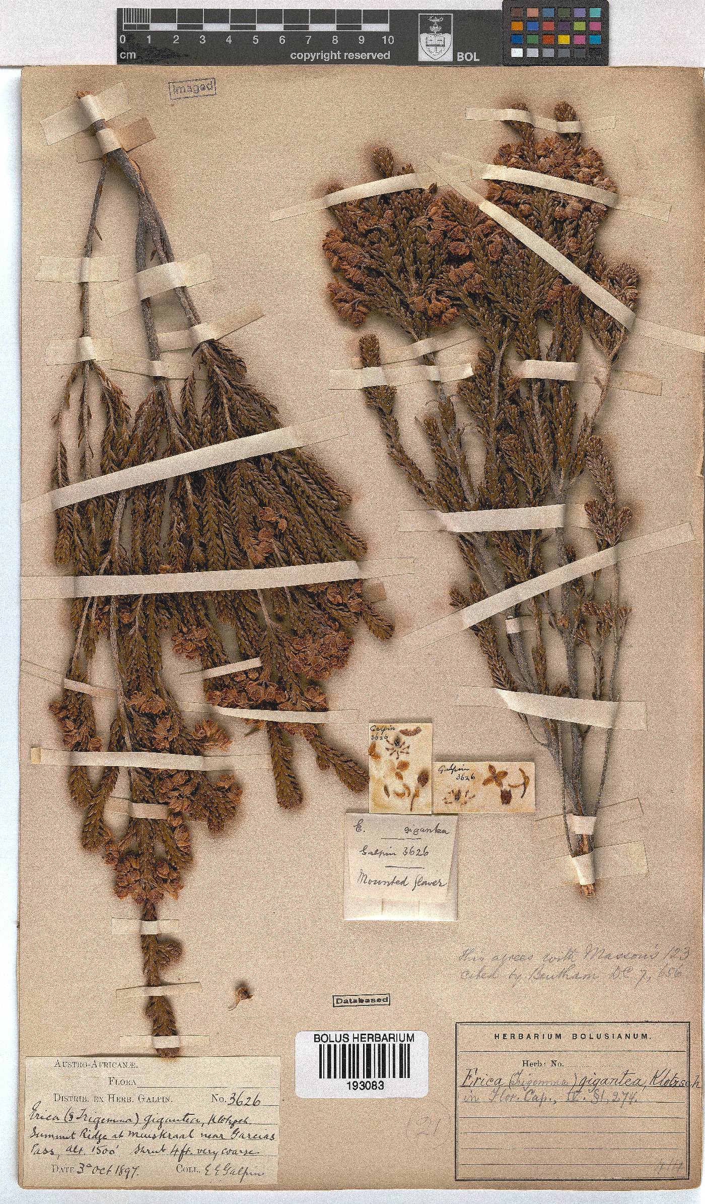 Erica gigantea image