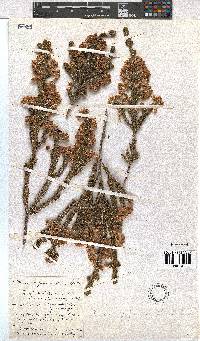 Erica gigantea image