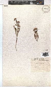 Image of Erica baccans