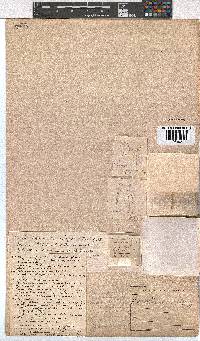 Erica irregularis image